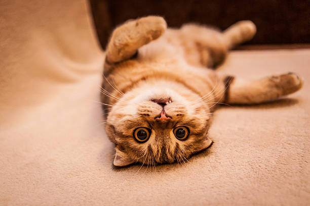 istock Cute cat enjoying his life 501169619