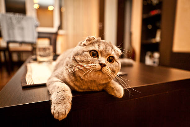 istock Cute cat enjoying his life 501170277