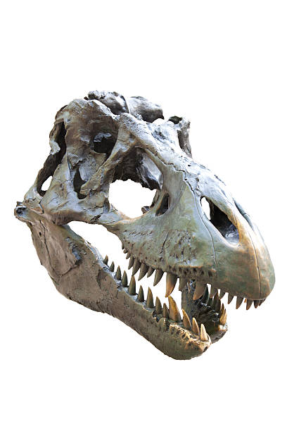 istock tyrannosaurus rex skull on white 501170927