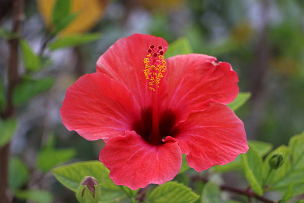 istock Pflanze, Flowers, Plants 501171943
