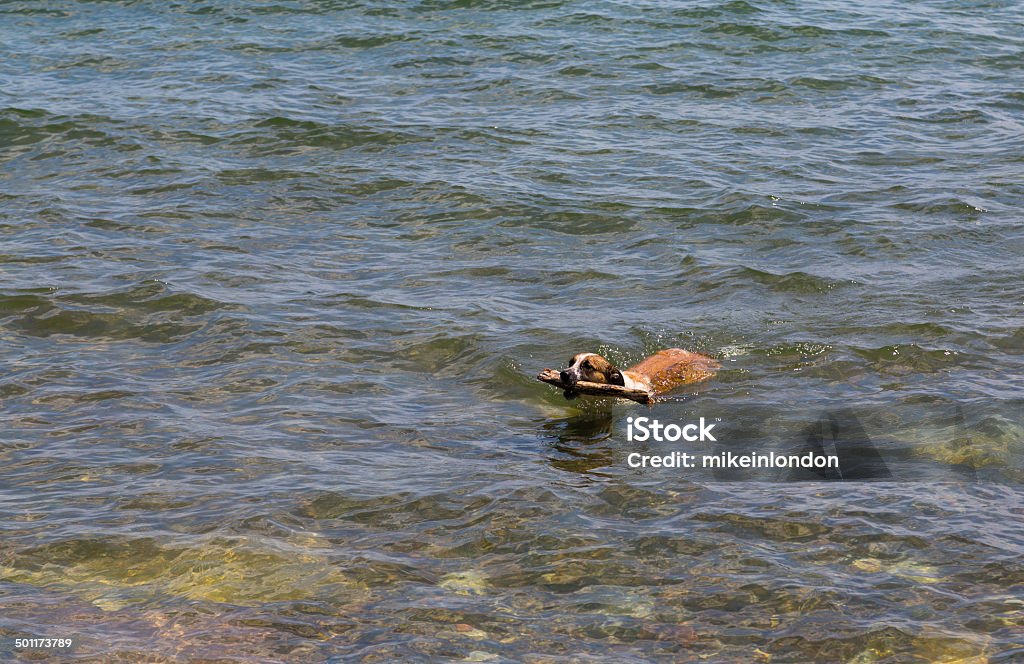 Dog Getting a Stick A dog swimming in the water with a stick in it's mouth Animal Stock Photo