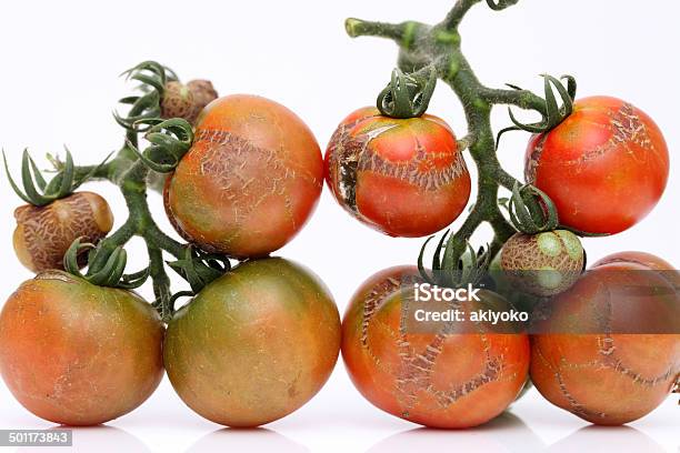 Photo libre de droit de Succursale De Maladie De Tomates banque d'images et plus d'images libres de droit de Aliment - Aliment, Aliment cru, Alimentation lourde