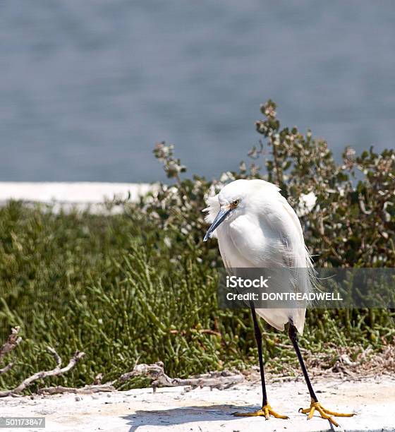 Leaning White Egret Stock Photo - Download Image Now - Animal Body Part, Animal Leg, Animal Limb