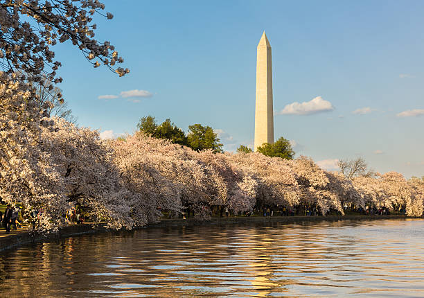 istock Washington Monument towers above blossoms 501174051