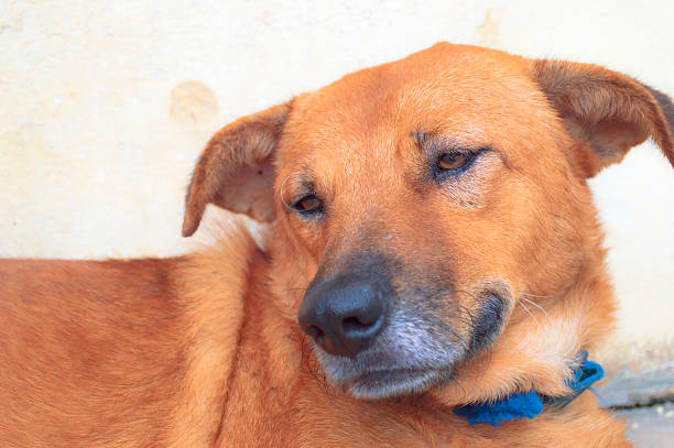 istock The face of a three-year-old male thai dog 501174607