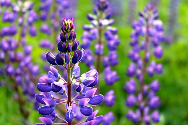 istock Purple Lupine 501175371