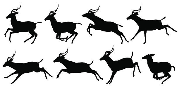 Running antelope Set of editable vector silhouettes of running impala antelopes impala stock illustrations