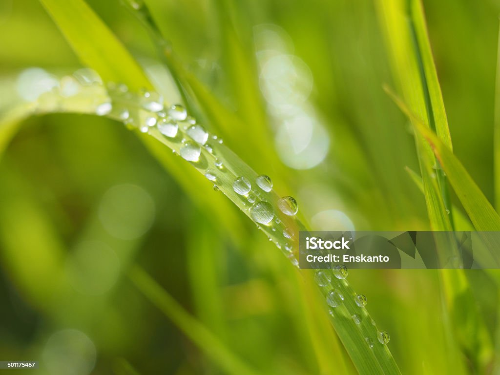 drops on leaves Blue Stock Photo