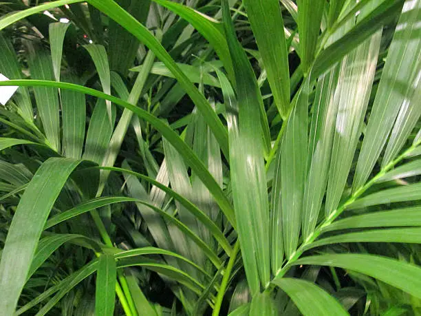 Photo showing the green leaves / fronds of a potted Areca palm houseplant.  The Latin name for this plant is: Chrysalidocarpus lutescens.