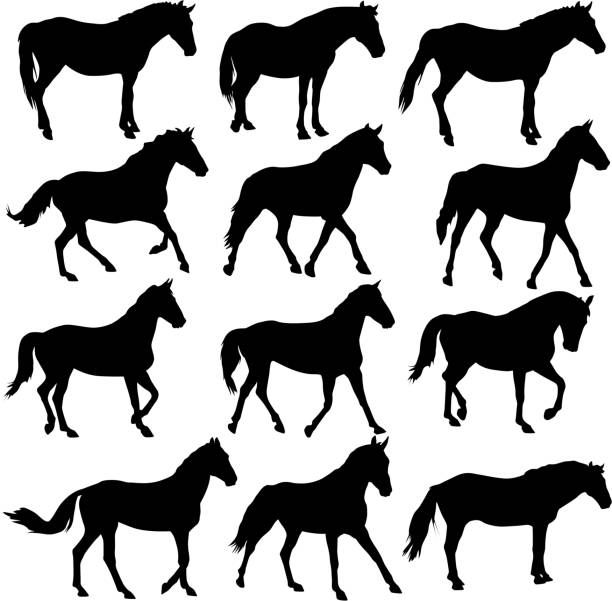 silhouette of horse vector art illustration