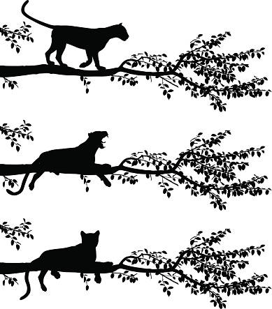 Set of three editable vector silhouettes of a leopard on a tree branch with leopards as separate objects
