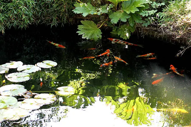 Photo showing a large koi pond in a landscaped Japanese garden.  The various large koi carp are pictured swimming and feeding from the surface of the water, next to the lily pads.  The majority of the fish are red, white and black - kohaku, sanke and showa varieties.  Dwarf bamboo and big gunnera leaves soften the edge of the pond.