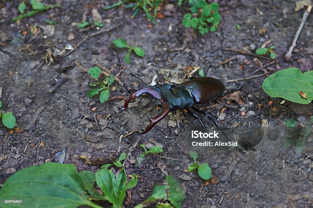 Male stag beetle. Male stag beetle with huge horns on an oak stump. Animal Wildlife Stock Photo