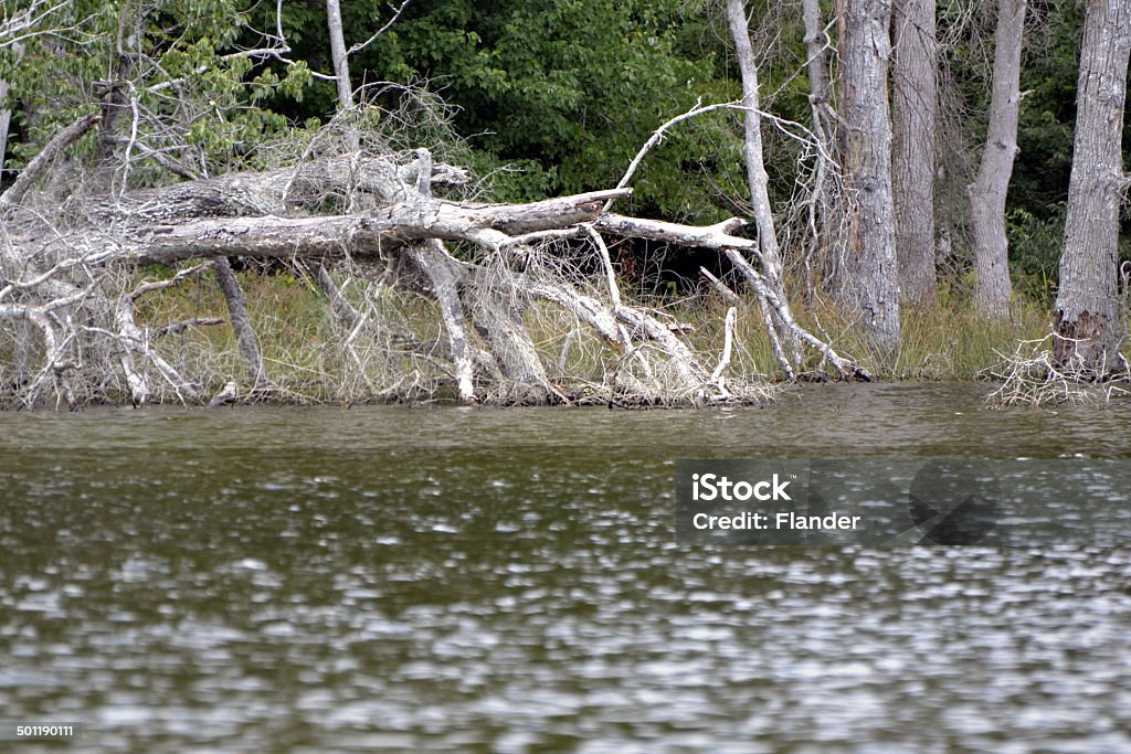 Dead trees in a lake Fallen Trees In Lake Color Image Stock Photo