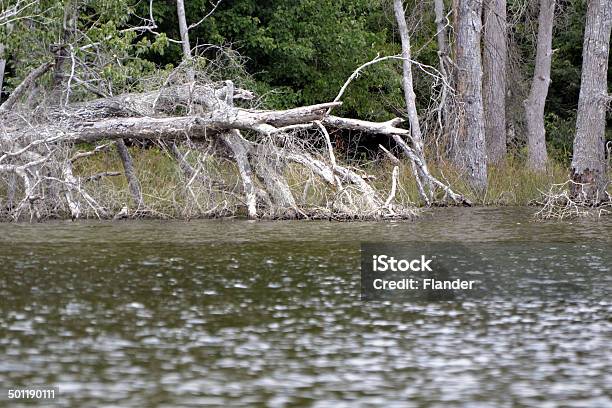 Dead Trees In A Lake Stock Photo - Download Image Now - Color Image, Dead, Dead Plant