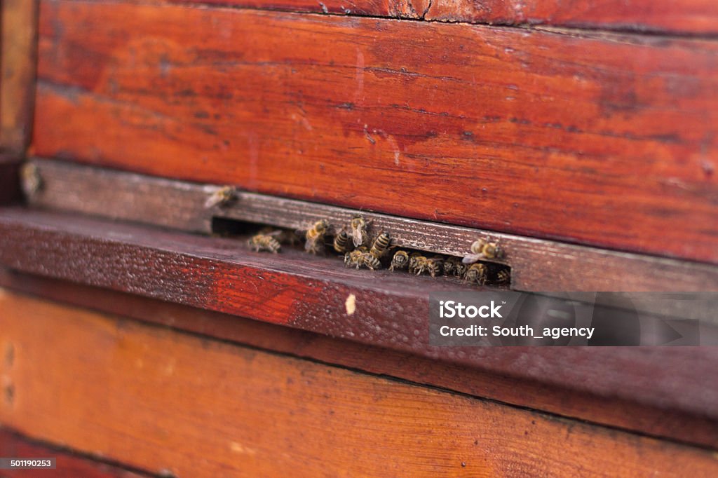 Grupo de honeybees volando en un vintage Colmena - Foto de stock de Abeja libre de derechos