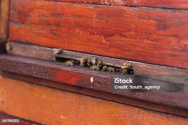 Grupa Pszczół Miodnych Lecące Do Vintage Beehive - zdjęcia stockowe i więcej obrazów Biznes finanse i przemysł - Biznes finanse i przemysł, Dziura, Fotografika