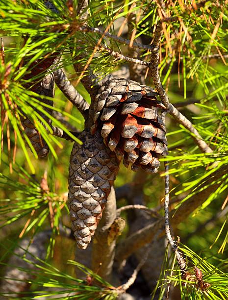 Pinus pinea fruit