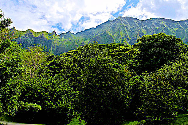 istock Lush Rainforest of Hawaii 501191199