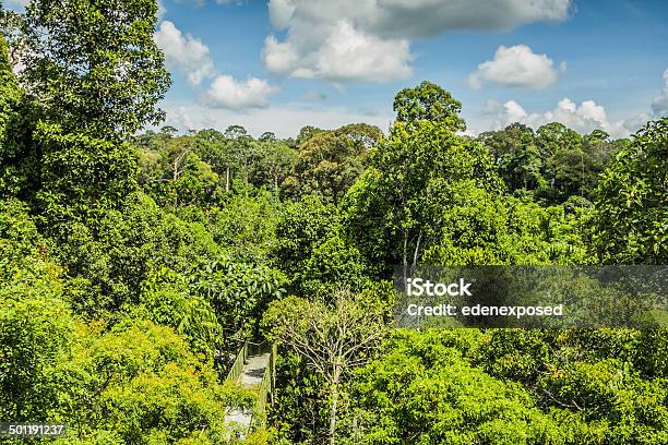 Walkway In The Borneo Jungle Stock Photo - Download Image Now - Adventure, Bridge - Built Structure, Elevated Walkway