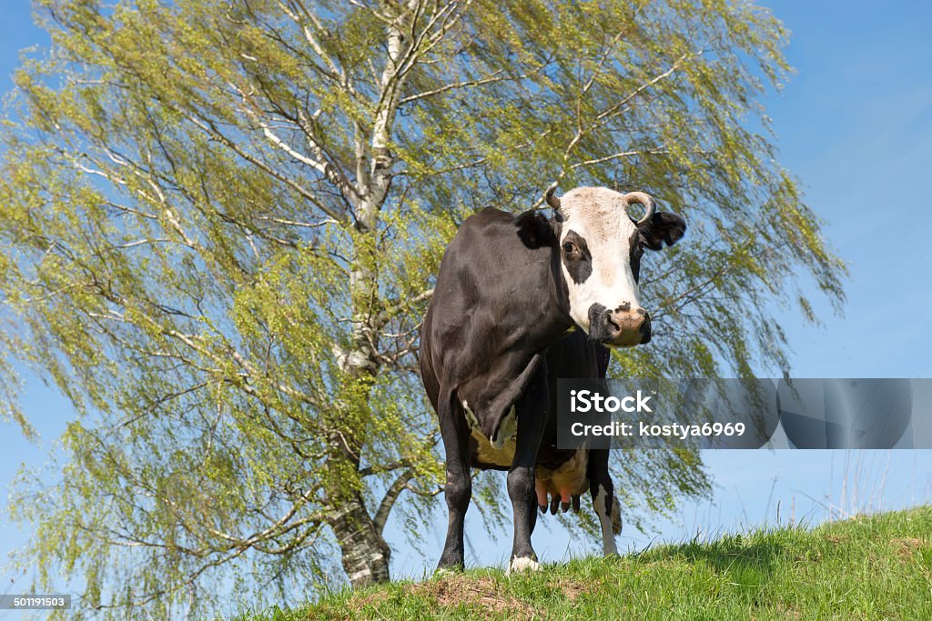 La Vache Noire - Photo de Agriculture libre de droits