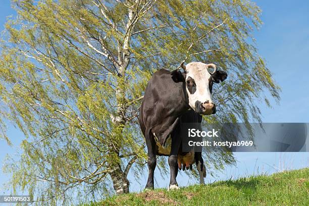 Photo libre de droit de La Vache Noire banque d'images et plus d'images libres de droit de Agriculture - Agriculture, Agriculture biologique, Arbre