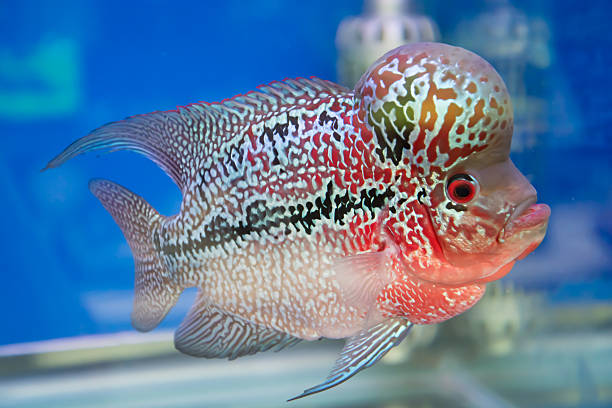 istock aquarium fish, flower horn fish on blue screen 501191531