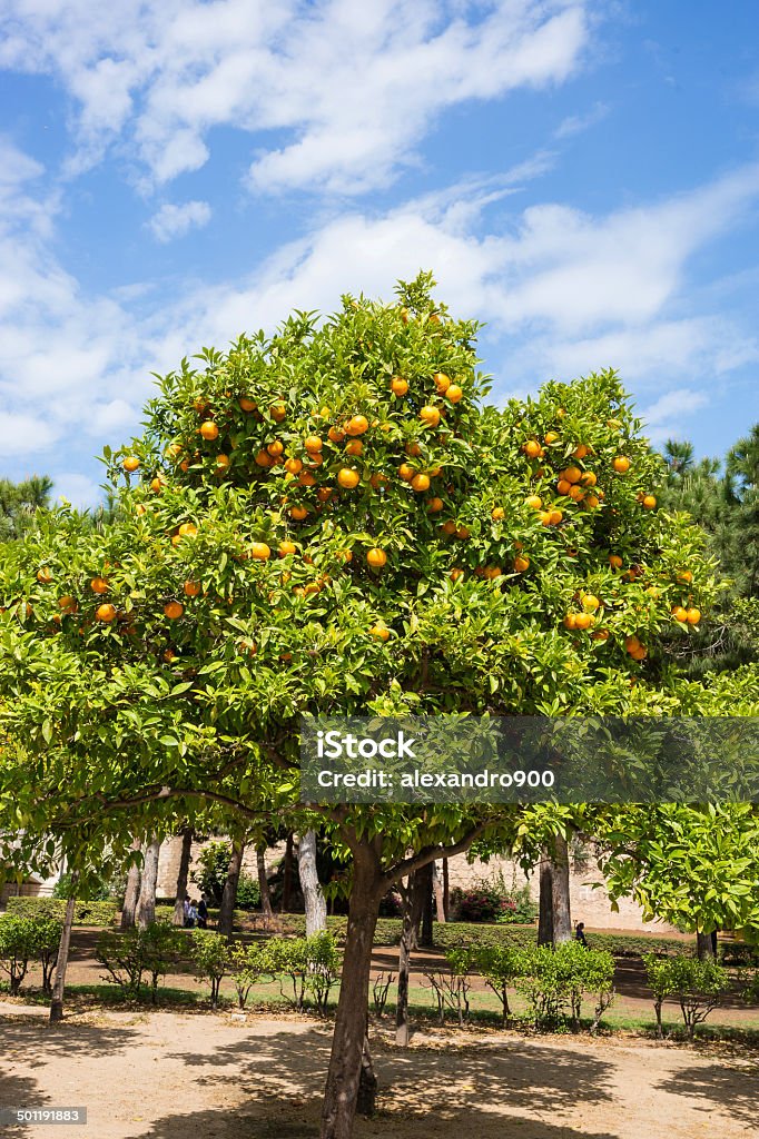 Orange plant Orange plant with blue sky Agriculture Stock Photo