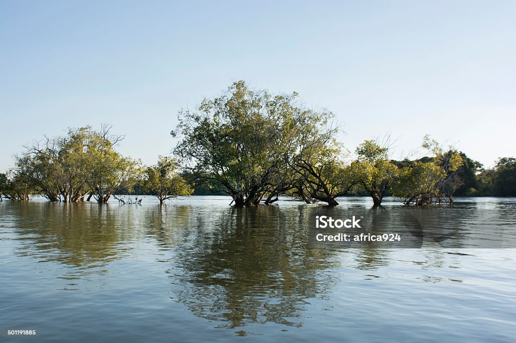 Zambezi river aquatic plants in the Zambezi river  Africa Stock Photo