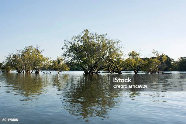 Zambezi River Stock Photo - Download Image Now - Africa, Aquatic Organism, Bush