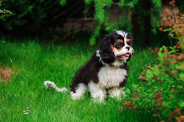 cavalier king charles spaniel dog on green lawn in summer young funny tricolor cavalier cavalier king charles spaniel dog on green lawn in summer young purebred fluffy cavalier king charles spaniel relaxing in summer stock pictures, royalty-free photos & images