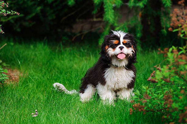 cavalier king charles spaniel dog on green lawn in summer young funny tricolor cavalier cavalier king charles spaniel dog on green lawn in summer young purebred fluffy cavalier king charles spaniel relaxing in summer stock pictures, royalty-free photos & images