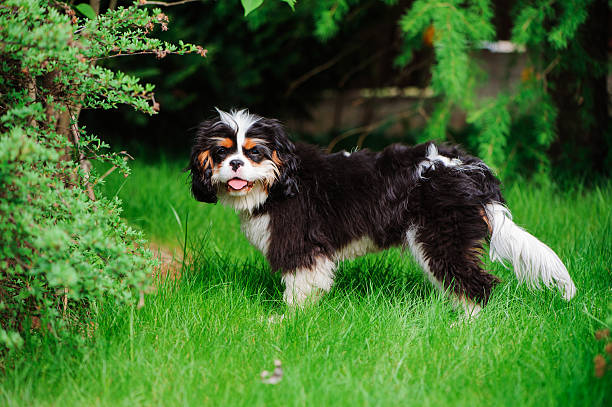 cavalier king charles spaniel dog on green lawn in summer young funny tricolor cavalier cavalier king charles spaniel dog on green lawn in summer young purebred fluffy cavalier king charles spaniel relaxing in summer stock pictures, royalty-free photos & images