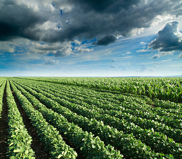 istock Soybean next to corn field ripening at spring season 501193081