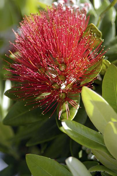 pohutuakawa albero, nuova zelanda - pohutukawa tree christmas new zealand beach foto e immagini stock