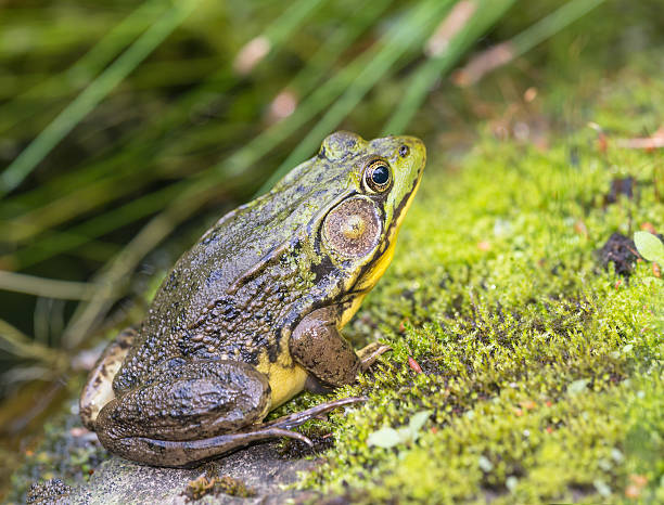 istock Frog in its natural habitat 501194395