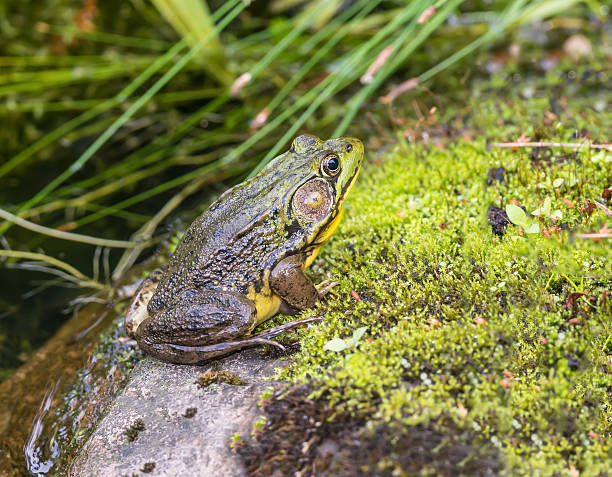 istock Frog in its natural habitat 501194397