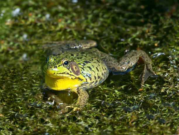 istock Frog in its natural habitat 501194405