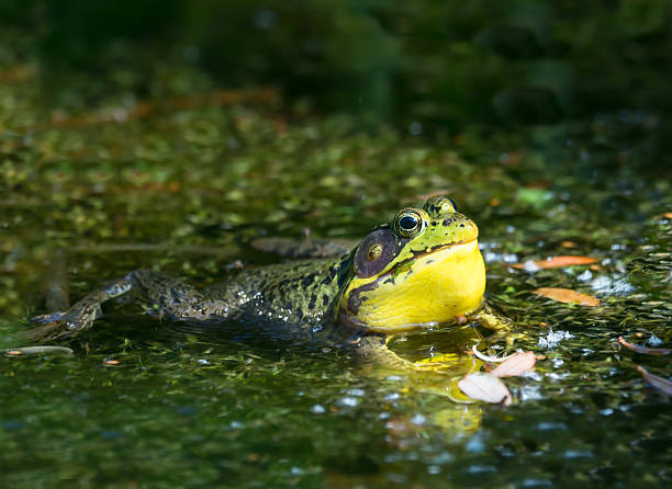 istock Frog in its natural habitat 501194409