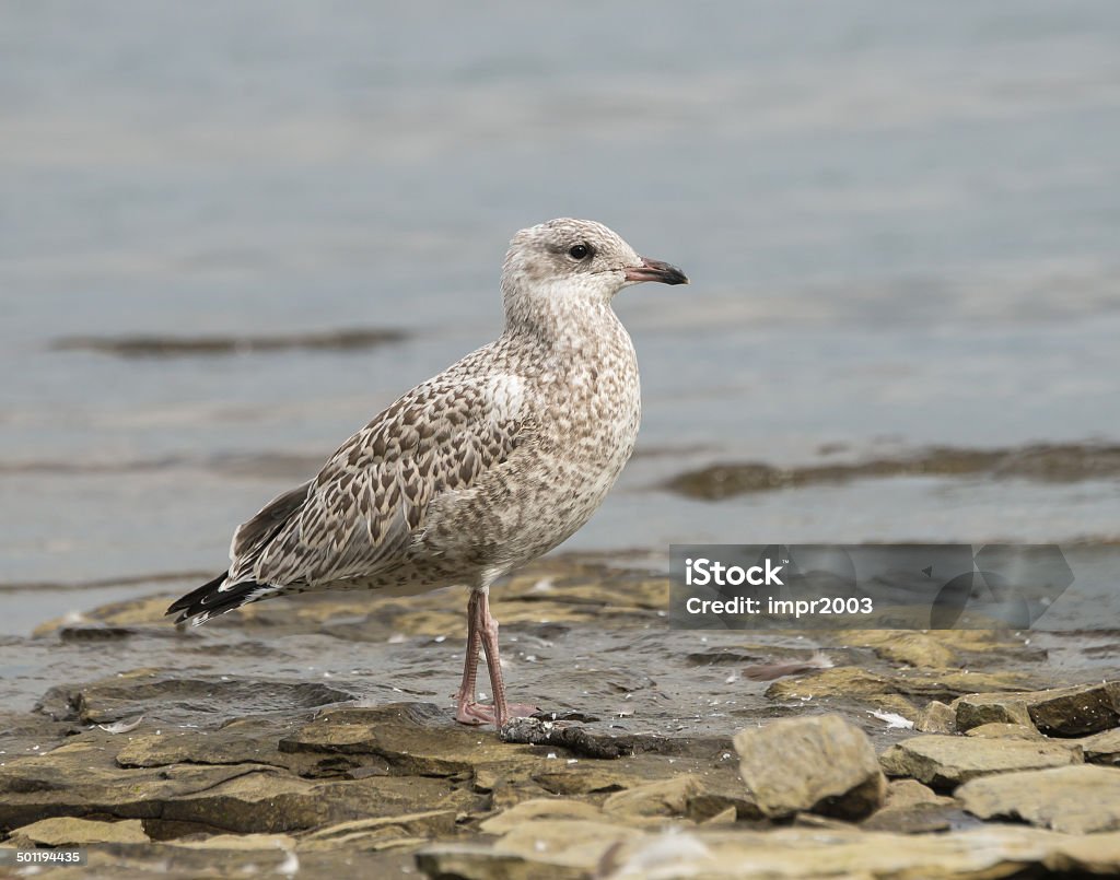 Herring gull (Larus argentatus) Herring gul is standing on a rock, Ottawa River Animal Stock Photo