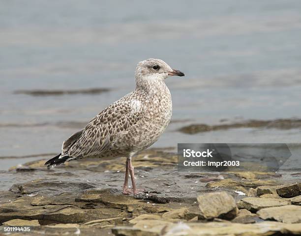 Herring Gull Stock Photo - Download Image Now - Animal, Animal Call, Animal Wildlife