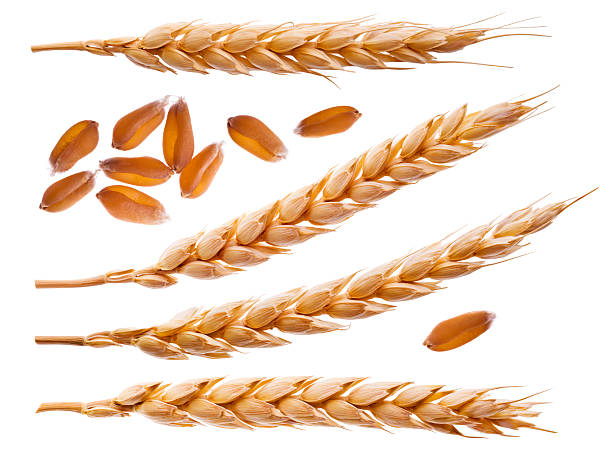 spikelets e semi di grano isolato su bianco - vegies corn dinner crop foto e immagini stock