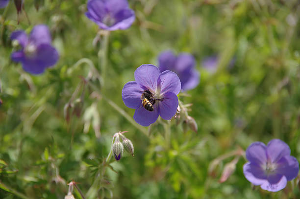 istock Geranium Johnson’s Blue , blooming - bee polenation 501195265