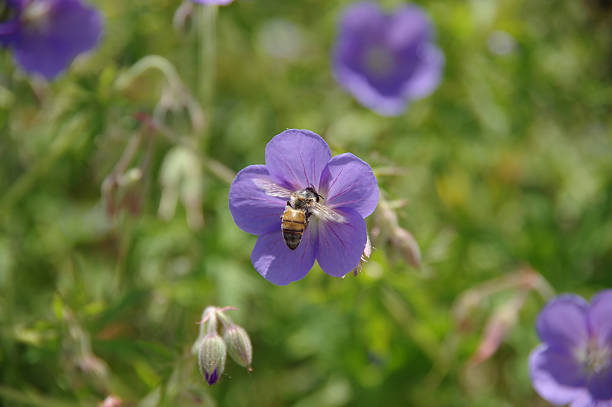 istock Geranium Johnson’s Blue , blooming - bee polenation 501195267