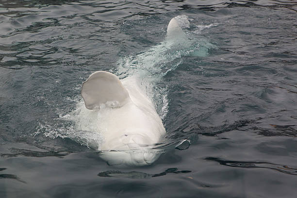 istock White beluga swimming in saltwater pool 501196256