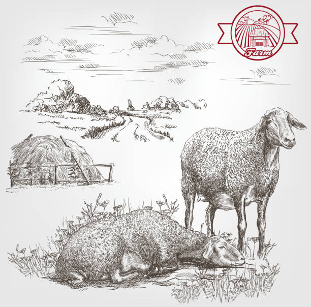 illustrazioni stock, clip art, cartoni animati e icone di tendenza di allevamento ovino schizzo - jumbuck
