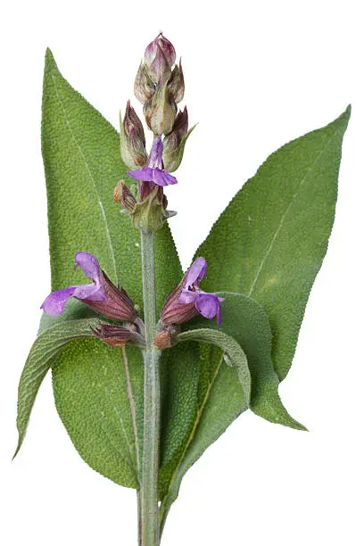 Photo of Flowering Salvia close up isolated on white