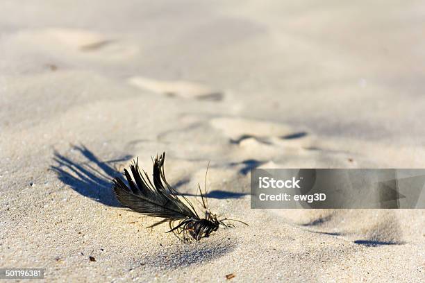 Foto de De Penas e mais fotos de stock de Abstrato - Abstrato, Animal, Areia