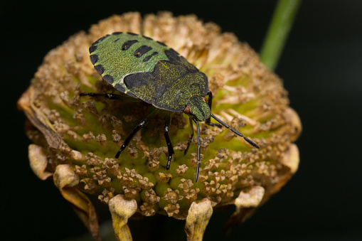 Macro shot of a Common Green Shield bug on top of a flower head.