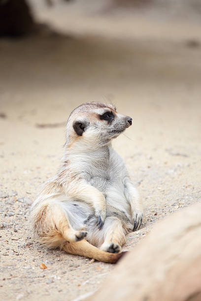 istock Meerkat lying on the ground 501196745